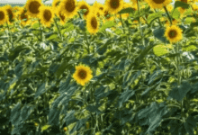 زهرة عباد الشمس