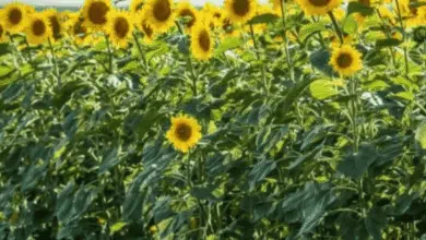 زهرة عباد الشمس