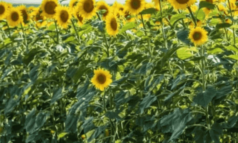 زهرة عباد الشمس