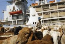 صادرات الماشية السودانية من الضان