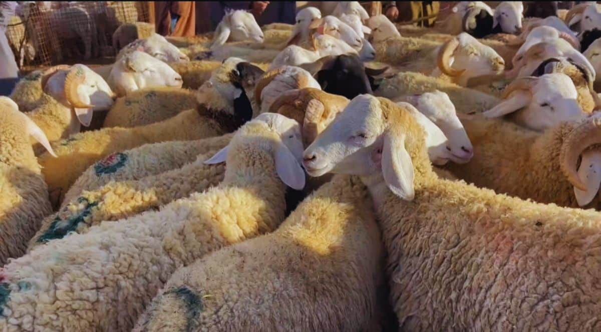 سوق الماشية