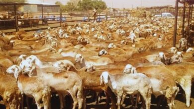 صورة لمواشي سودانية