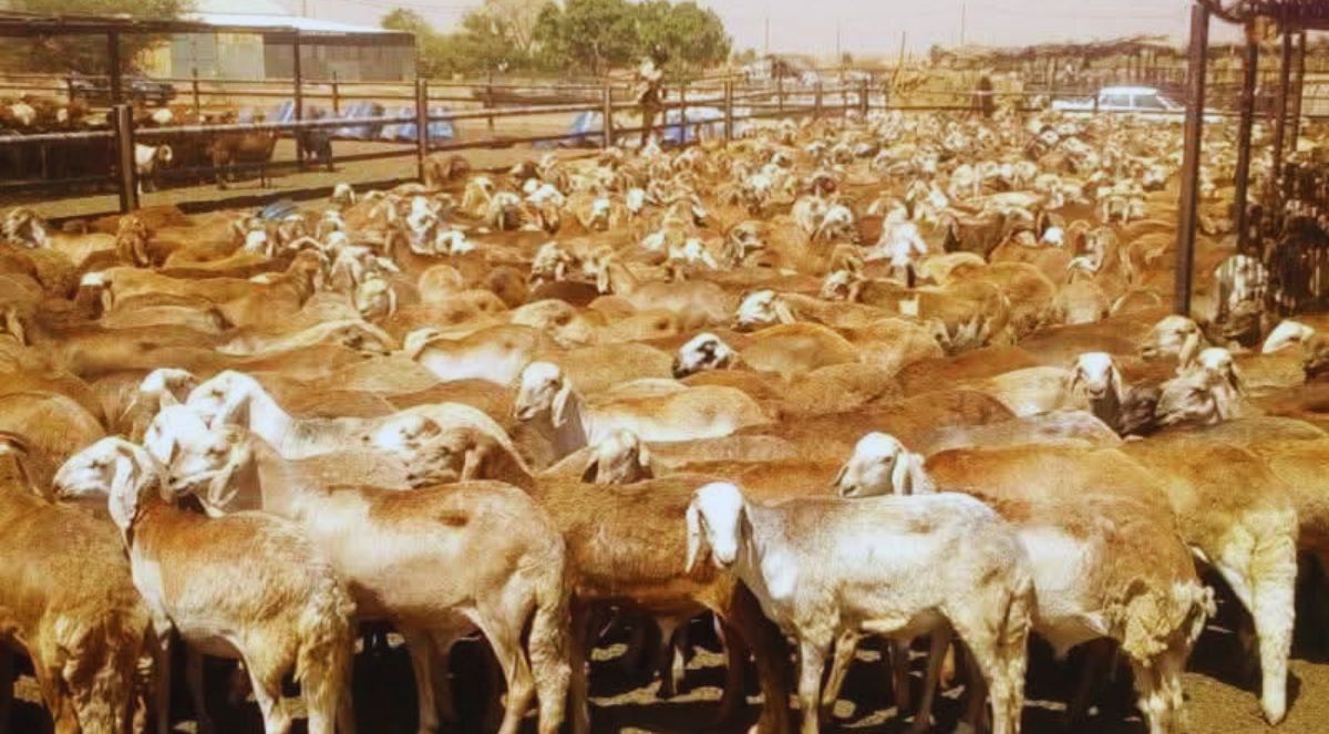 صورة لمواشي سودانية
