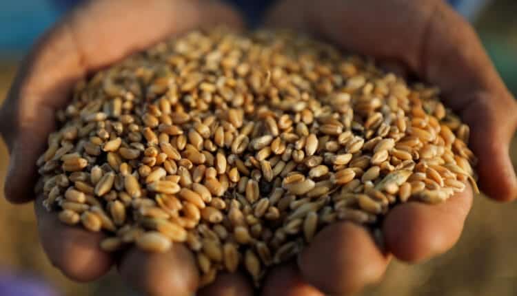 تقاوي القمح 750x430 1